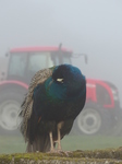 FZ022581 Peacock (Pavo cristatus) in morning mist.jpg